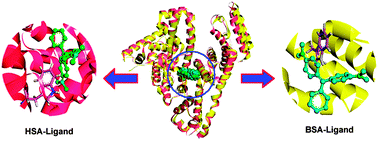 Graphical abstract: Biophysical evaluation of protein structural flexibility for ligand biorecognition in solid solution