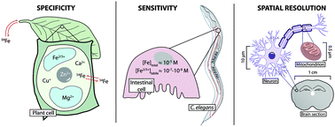 Graphical abstract: Imaging metals in biology: balancing sensitivity, selectivity and spatial resolution