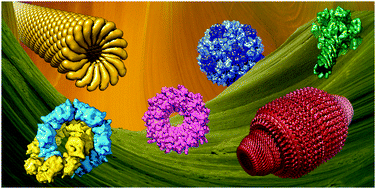 Graphical abstract: Natural supramolecular protein assemblies