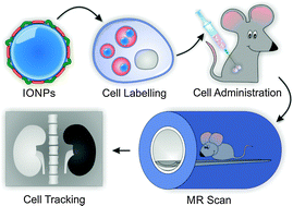 Graphical abstract: Design considerations for the synthesis of polymer coated iron oxide nanoparticles for stem cell labelling and tracking using MRI