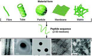 Graphical abstract: Peptide self-assembly for nanomaterials: the old new kid on the block