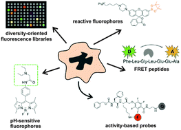 Graphical abstract: Smart fluorescent probes for imaging macrophage activity