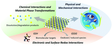 Graphical abstract: Biological and environmental interactions of emerging two-dimensional nanomaterials