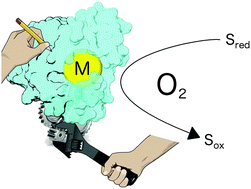 Graphical abstract: Design and engineering of artificial oxygen-activating metalloenzymes