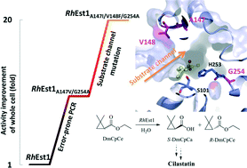 Graphical abstract: Substrate channel evolution of an esterase for the synthesis of cilastatin