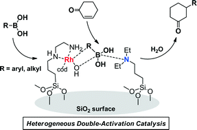 Graphical abstract: Heterogeneous double-activation catalysis: Rh complex and tertiary amine on the same solid surface for the 1,4-addition reaction of aryl- and alkylboronic acids