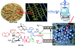 Graphical abstract: Hydroxyl radical generation by cactus-like copper oxide nanoporous carbon catalysts for microcystin-LR environmental remediation