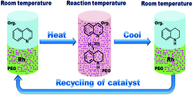 Graphical abstract: Highly efficient and recyclable rhodium nanoparticle catalysts for hydrogenation of quinoline and its derivatives