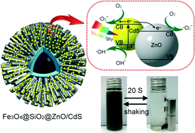 Graphical abstract: Synthesis of urchin-like Fe3O4@SiO2@ZnO/CdS core–shell microspheres for the repeated photocatalytic degradation of rhodamine B under visible light