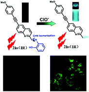 Graphical abstract: A two-photon fluorescent probe for detecting endogenous hypochlorite in living cells
