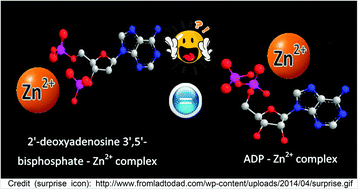Graphical abstract: Adenosine/guanosine-3′,5′-bis-phosphates as biocompatible and selective Zn2+-ion chelators. Characterization and comparison with adenosine/guanosine-5′-di-phosphate