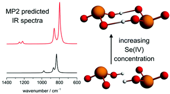 Graphical abstract: Spectroscopic evidence for selenium(iv) dimerization in aqueous solution