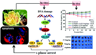 Graphical abstract: Water-soluble oxoglaucine-Y(iii), Dy(iii) complexes: in vitro and in vivo anticancer activities by triggering DNA damage, leading to S phase arrest and apoptosis