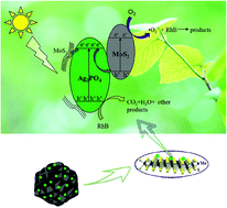 Graphical abstract: Ag3PO4 nanoparticles loaded on 3D flower-like spherical MoS2: a highly efficient hierarchical heterojunction photocatalyst