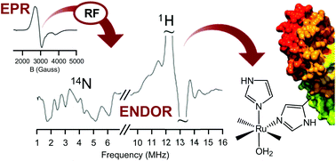 Graphical abstract: Albumin binding and ligand-exchange processes of the Ru(iii) anticancer agent NAMI-A and its bis-DMSO analogue determined by ENDOR spectroscopy