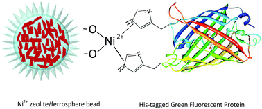 Graphical abstract: Ni2+-zeolite/ferrosphere and Ni2+-silica/ferrosphere beads for magnetic affinity separation of histidine-tagged proteins