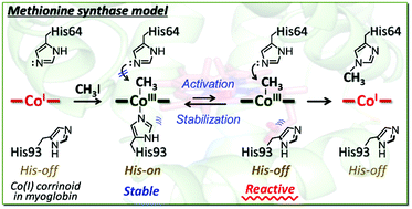 Graphical abstract: Intraprotein transmethylation via a CH3–Co(iii) species in myoglobin reconstituted with a cobalt corrinoid complex