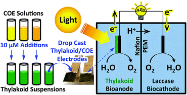 Graphical abstract: The photobioelectrochemical activity of thylakoid bioanodes is increased via photocurrent generation and improved contacts by membrane-intercalating conjugated oligoelectrolytes