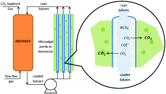 Graphical abstract: Energy efficient transfer of carbon dioxide from flue gases to microalgal systems