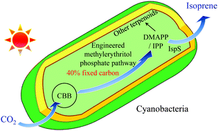 Graphical abstract: Engineering the methylerythritol phosphate pathway in cyanobacteria for photosynthetic isoprene production from CO2