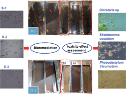 Graphical abstract: Bioremediation of the oil spill polluted marine intertidal zone and its toxicity effect on microalgae
