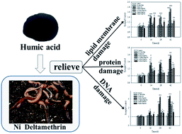 Graphical abstract: Could humic acid relieve the biochemical toxicities and DNA damage caused by nickel and deltamethrin in earthworms (Eisenia foetida)?