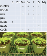 Graphical abstract: Copper nanoparticles/compounds impact agronomic and physiological parameters in cilantro (Coriandrum sativum)
