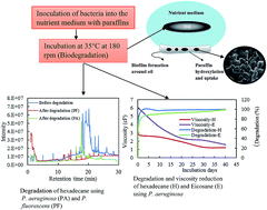 Graphical abstract: Systematic investigations on the biodegradation and viscosity reduction of long chain hydrocarbons using Pseudomonas aeruginosa and Pseudomonas fluorescens