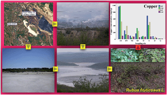 Graphical abstract: Impact of metallurgical activities on the content of trace elements in the spatial soil and plant parts of Rubus fruticosus L.