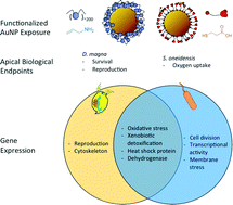Graphical abstract: Gene expression as an indicator of the molecular response and toxicity in the bacterium Shewanella oneidensis and the water flea Daphnia magna exposed to functionalized gold nanoparticles