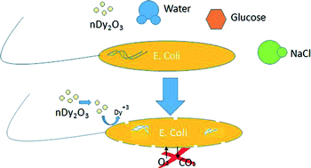 Graphical abstract: Effects of dysprosium oxide nanoparticles on Escherichia coli