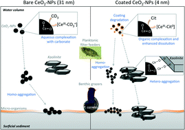 Graphical abstract: Chronic dosing of a simulated pond ecosystem in indoor aquatic mesocosms: fate and transport of CeO2 nanoparticles