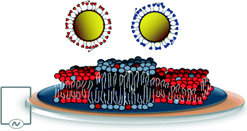 Graphical abstract: Formation of supported lipid bilayers containing phase-segregated domains and their interaction with gold nanoparticles
