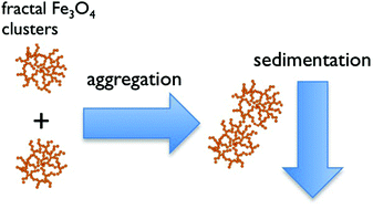 Graphical abstract: Aggregation and sedimentation of magnetite nanoparticle clusters