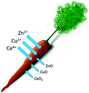 Graphical abstract: Accumulation of zinc, copper, or cerium in carrot (Daucus carota) exposed to metal oxide nanoparticles and metal ions