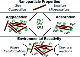 Graphical abstract: Organic matter and iron oxide nanoparticles: aggregation, interactions, and reactivity