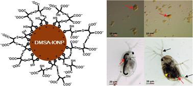 Graphical abstract: Toxicity of dimercaptosuccinate-coated and un-functionalized magnetic iron oxide nanoparticles towards aquatic organisms