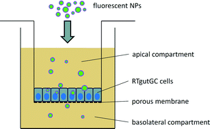 Graphical abstract: A novel two-compartment barrier model for investigating nanoparticle transport in fish intestinal epithelial cells