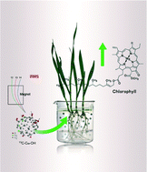 Graphical abstract: Bioaccumulation of 13C-fullerenol nanomaterials in wheat