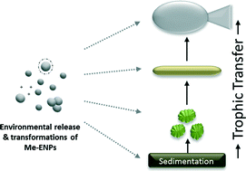 Graphical abstract: Trophic transfer of metal-based nanoparticles in aquatic environments: a review and recommendations for future research focus