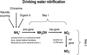 Graphical abstract: Archaeal ammonium oxidation coupled with bacterial nitrite oxidation in a simulated drinking water premise plumbing system