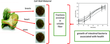 Graphical abstract: A study of the effect of dietary fiber fractions obtained from artichoke (Cynara cardunculus L. var. scolymus) on the growth of intestinal bacteria associated with health