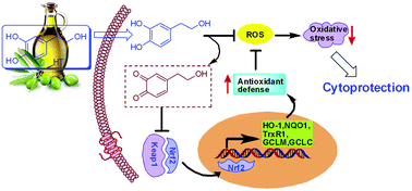 Graphical abstract: Dual protection of hydroxytyrosol, an olive oil polyphenol, against oxidative damage in PC12 cells