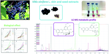 Graphical abstract: Metabolic and biological profile of autochthonous Vitis vinifera L. ecotypes
