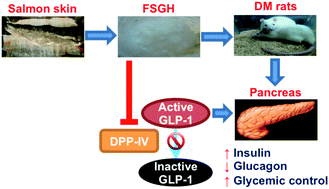 Graphical abstract: Improvement of glycemic control in streptozotocin-induced diabetic rats by Atlantic salmon skin gelatin hydrolysate as the dipeptidyl-peptidase IV inhibitor