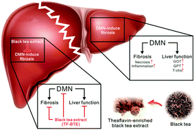 Graphical abstract: Protective effect of theaflavin-enriched black tea extracts against dimethylnitrosamine-induced liver fibrosis in rats
