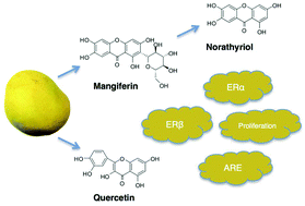 Graphical abstract: Estrogen modulation properties of mangiferin and quercetin and the mangiferin metabolite norathyriol