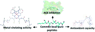 Graphical abstract: Peptides present in the non-digestible fraction of common beans (Phaseolus vulgaris L.) inhibit the angiotensin-I converting enzyme by interacting with its catalytic cavity independent of their antioxidant capacity