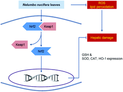 Graphical abstract: Nelumbo nucifera leaves protect hydrogen peroxide-induced hepatic damage via antioxidant enzymes and HO-1/Nrf2 activation