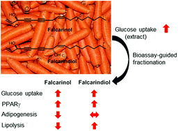 Graphical abstract: Polyacetylenes from carrots (Daucus carota) improve glucose uptake in vitro in adipocytes and myotubes
